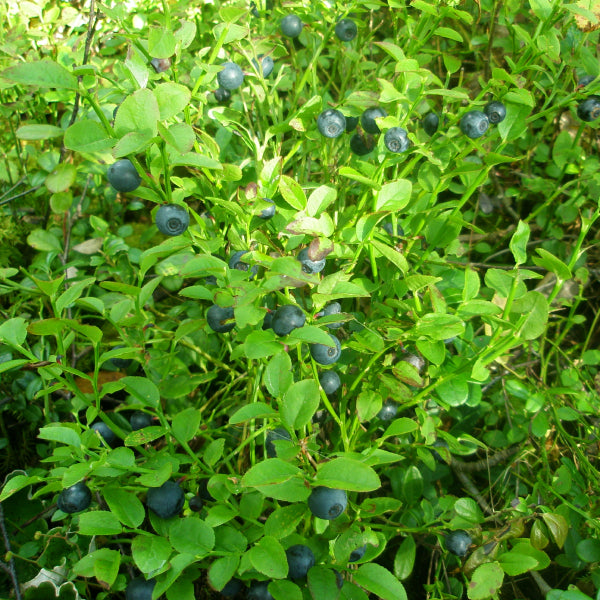 Bilberry.jpg__PID:894ba1e2-f0c3-4a17-8e0b-0e2e518395c1