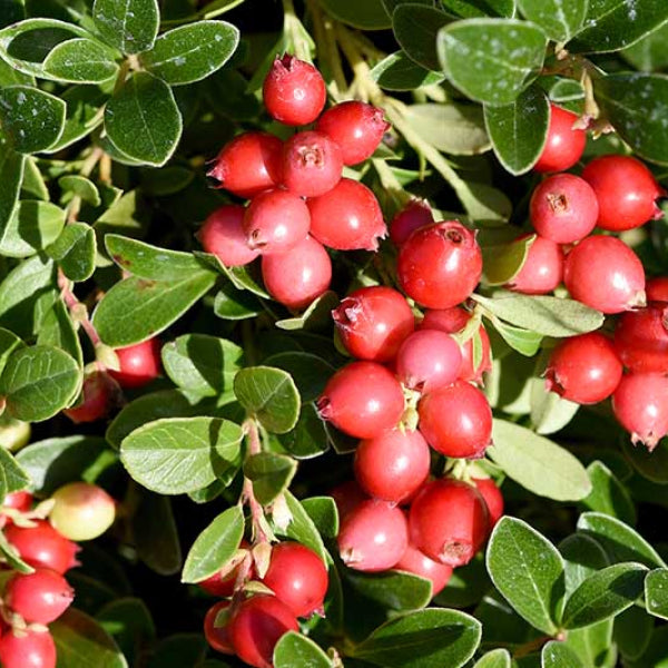 Cranberry.jpg__PID:4ba1e2f0-c35a-474e-8b0e-2e518395c1a9