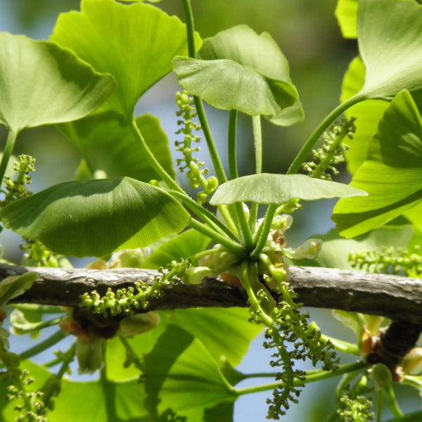 Ginko.jpg__PID:e2f0c35a-174e-4b0e-ae51-8395c1a96268