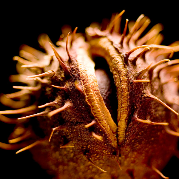 Horse Chestnut.jpg__PID:c35a174e-0b0e-4e51-8395-c1a96268c3c9