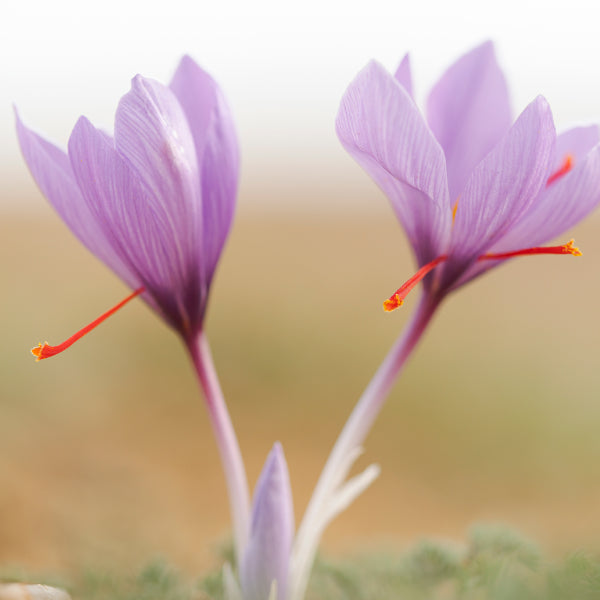 Saffron.jpg__PID:558266d3-5e11-4f1c-a580-c32a01fea24d