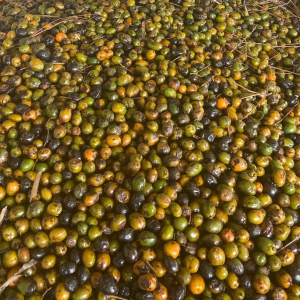 Saw Palmetto.jpg__PID:5e113f1c-a580-432a-81fe-a24d46761cf5