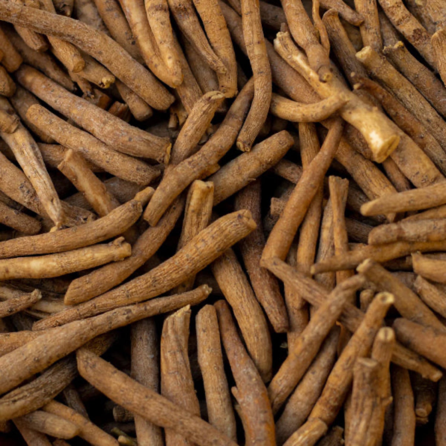 Ashwagandha.jpg__PID:53894ba1-e2f0-435a-974e-0b0e2e518395