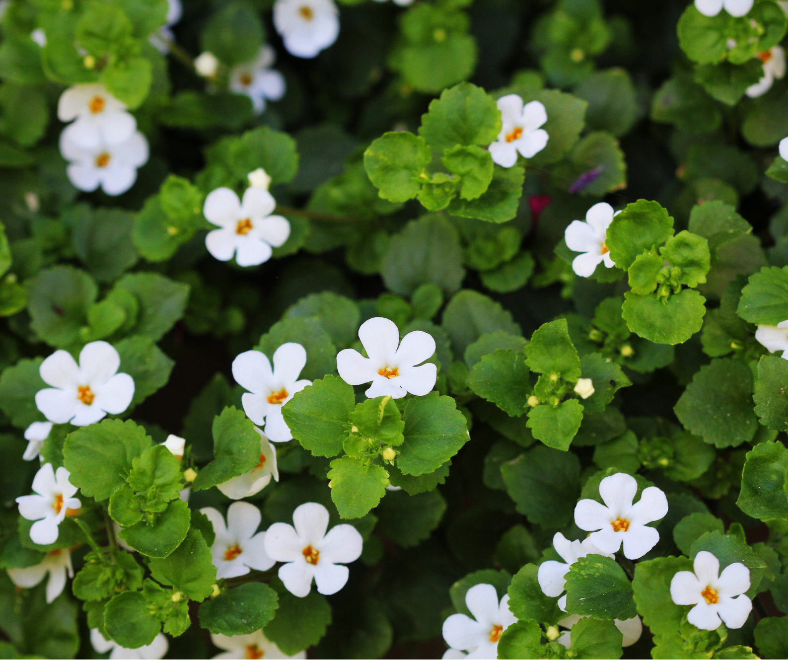 brahmi herb