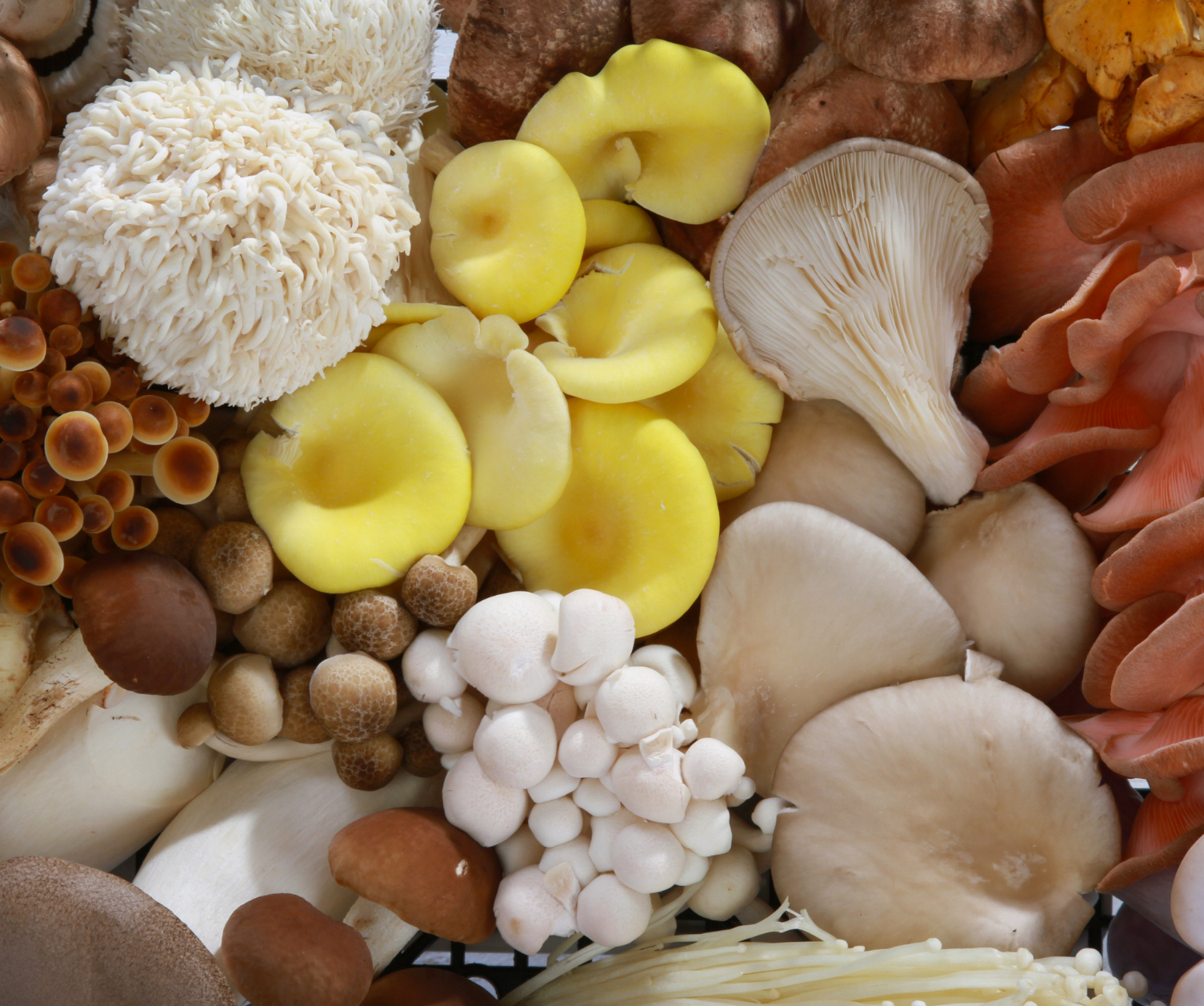 mushroom capsules